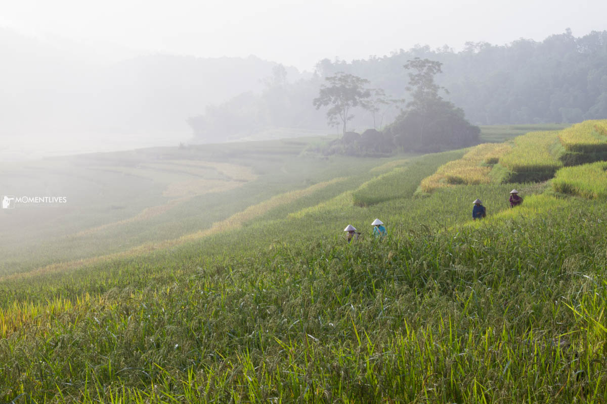 Photo tour to Pu Luong and see the rice field