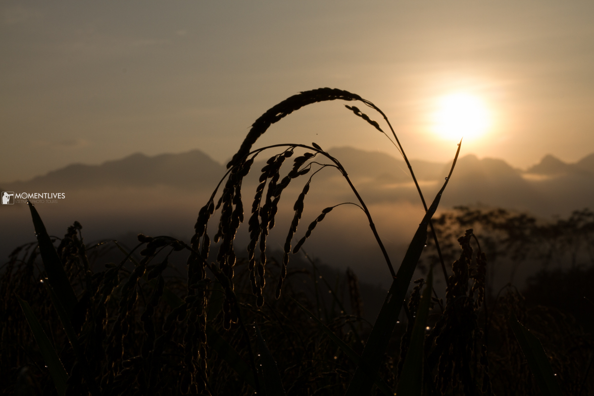 Photo tour to capture the rice field beauty