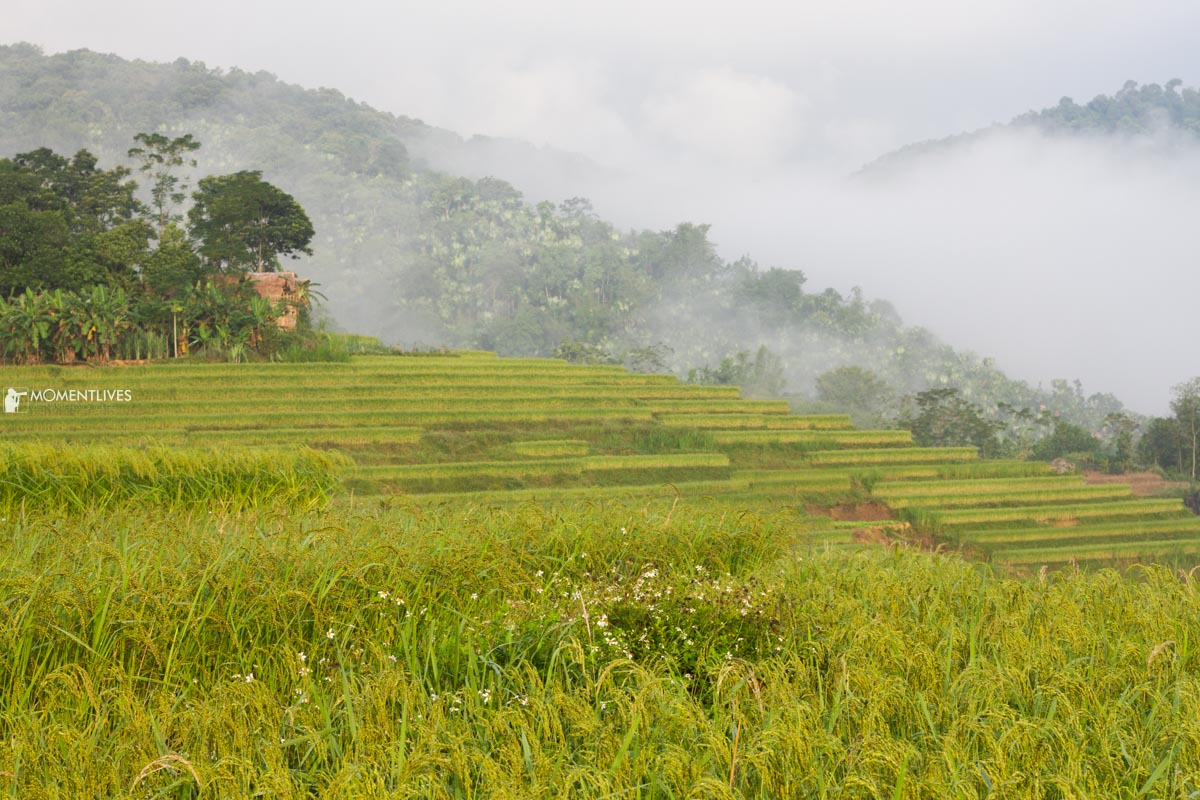 Photo tour to the rice terraces of Pu Luong