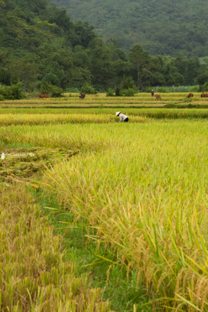 Rice-color-photo-tour