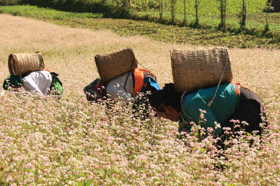 Buckwheat flowers in Ha Giang