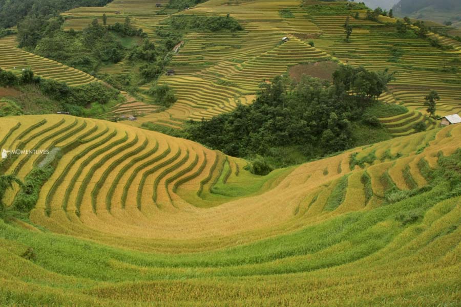 Curving rice field in La Pan Tan