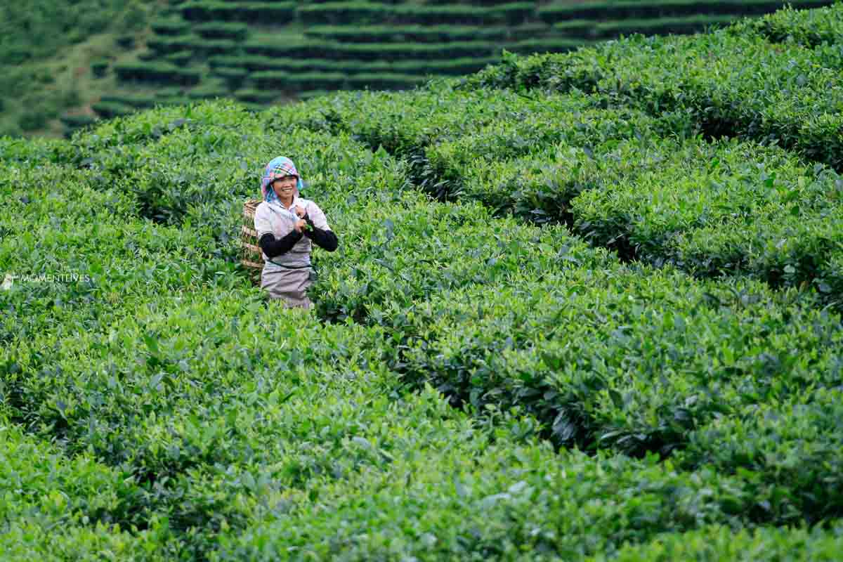 Tea plantations Hanoi photo tours Photography travel in Vietnam