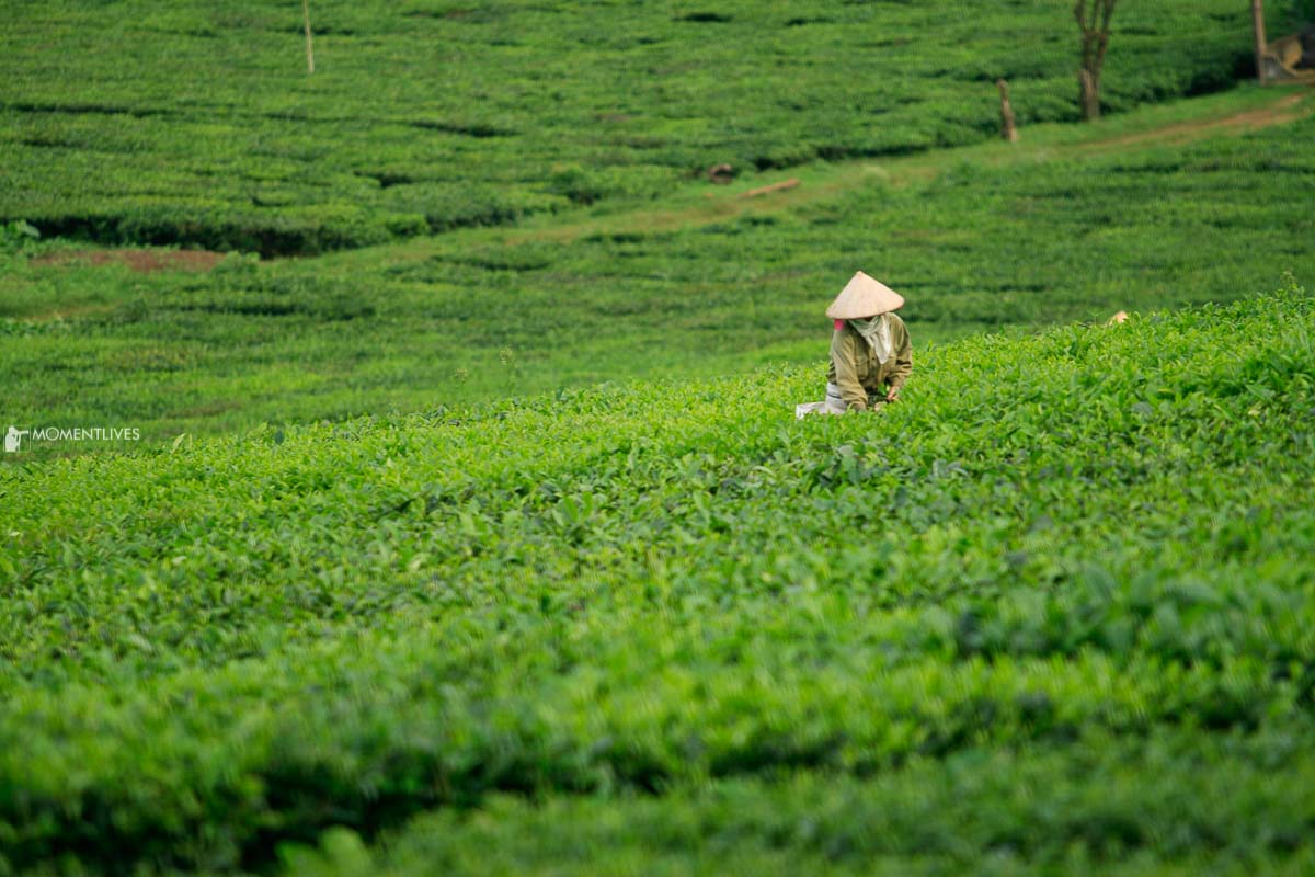 Vietnam photo tour to Moc Chau