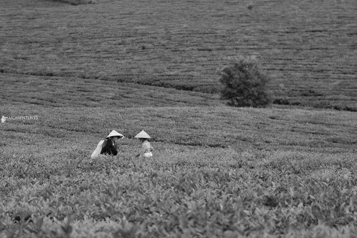 Vietnam photo tour to the tea plantation