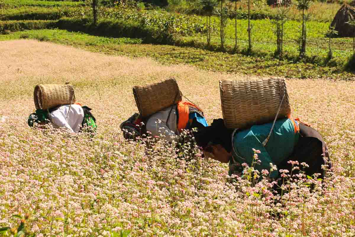 Ha Giang bucket wheat flowers