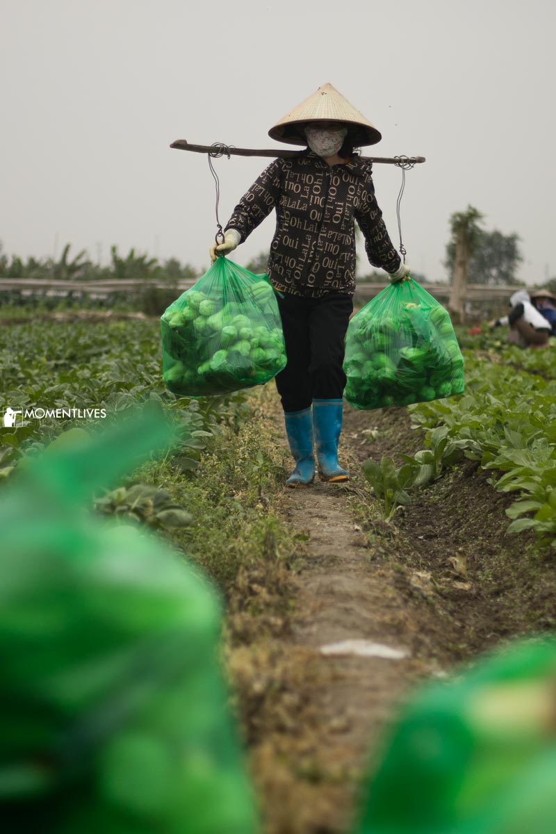 A Vietnamese lady wearing conical hat and using bamboo stick to carry 02 big bags of vegetables out from the field