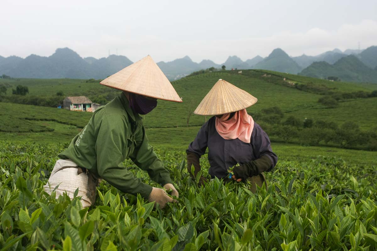 Ladies picking tea leaves in the plateau of Moc Chau, Son La