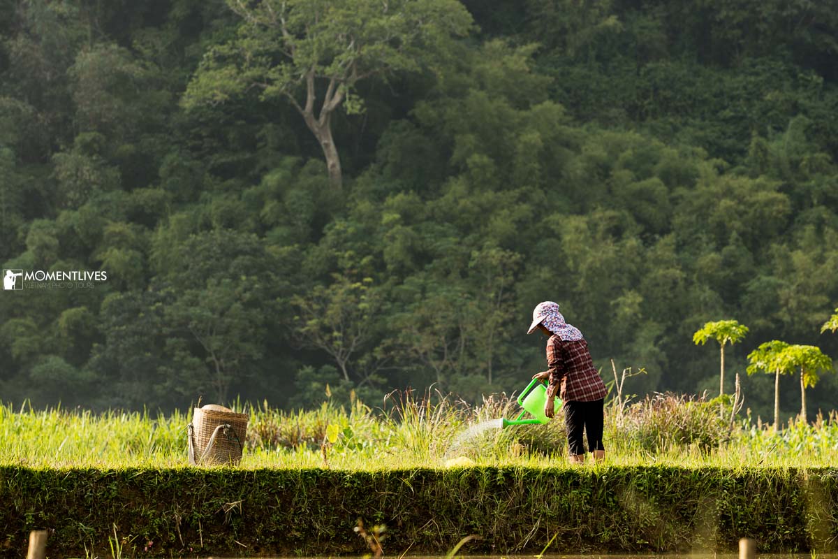 Landscape photography tour in Pu Luong to capture the local working along the rice fields