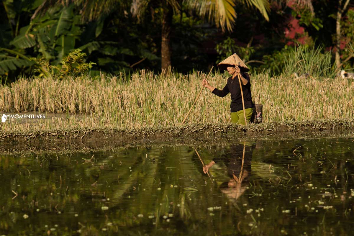 Icon of photography tour to Pu Luong with a lady in her conical hat working on her rice field