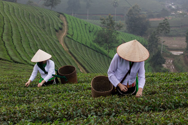 The landscape of Long Coc tea plantation with workers picking up tea leaves and rolling hills on the background