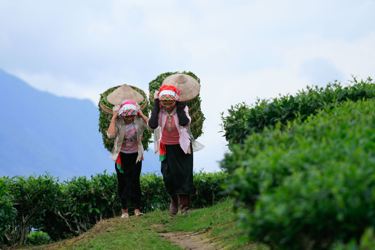 02 girls who are carrying the tea leaves that they have picked up. walking along the tea lines