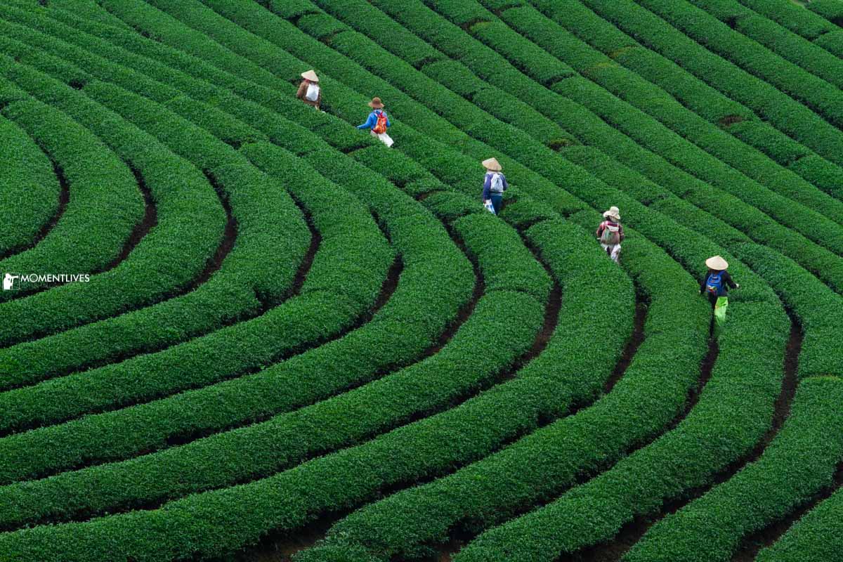 Tea bushes make circular lines on Moc Chau tea plantation