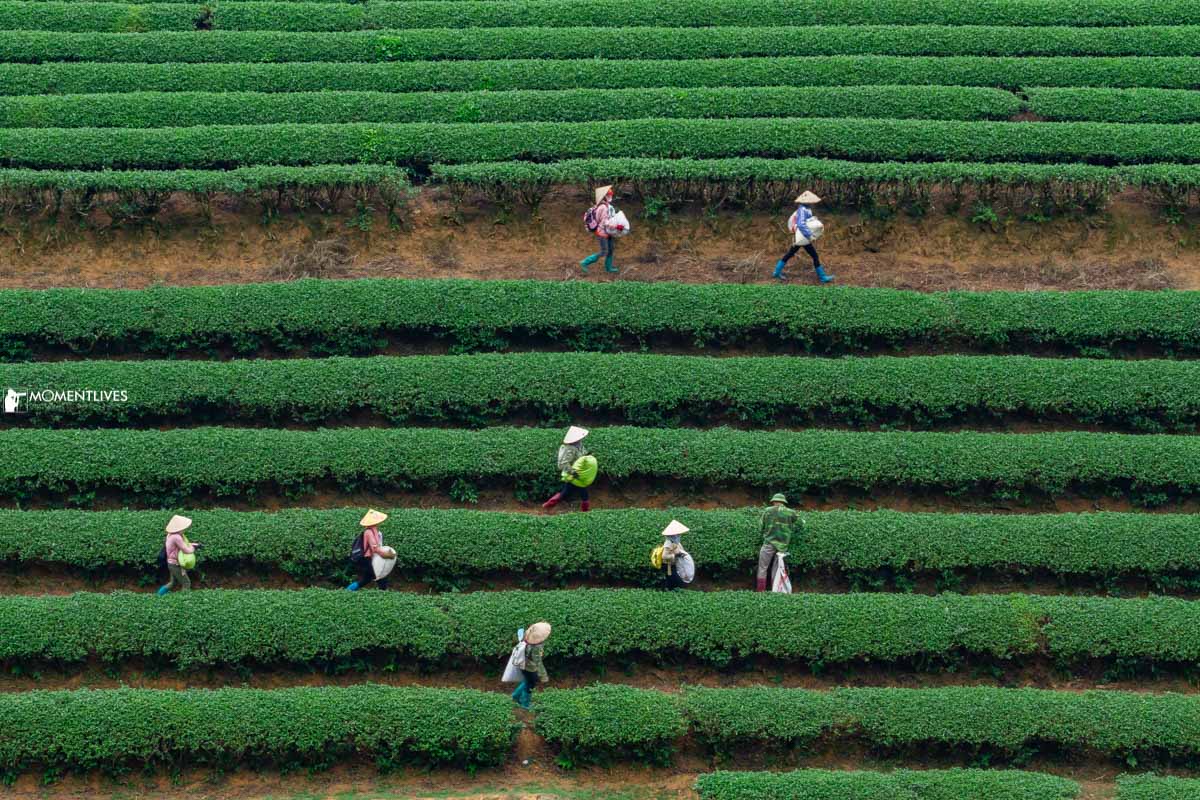 A pattern of straight lines created by tea bushes of Moc Chau tea plantation, Son La