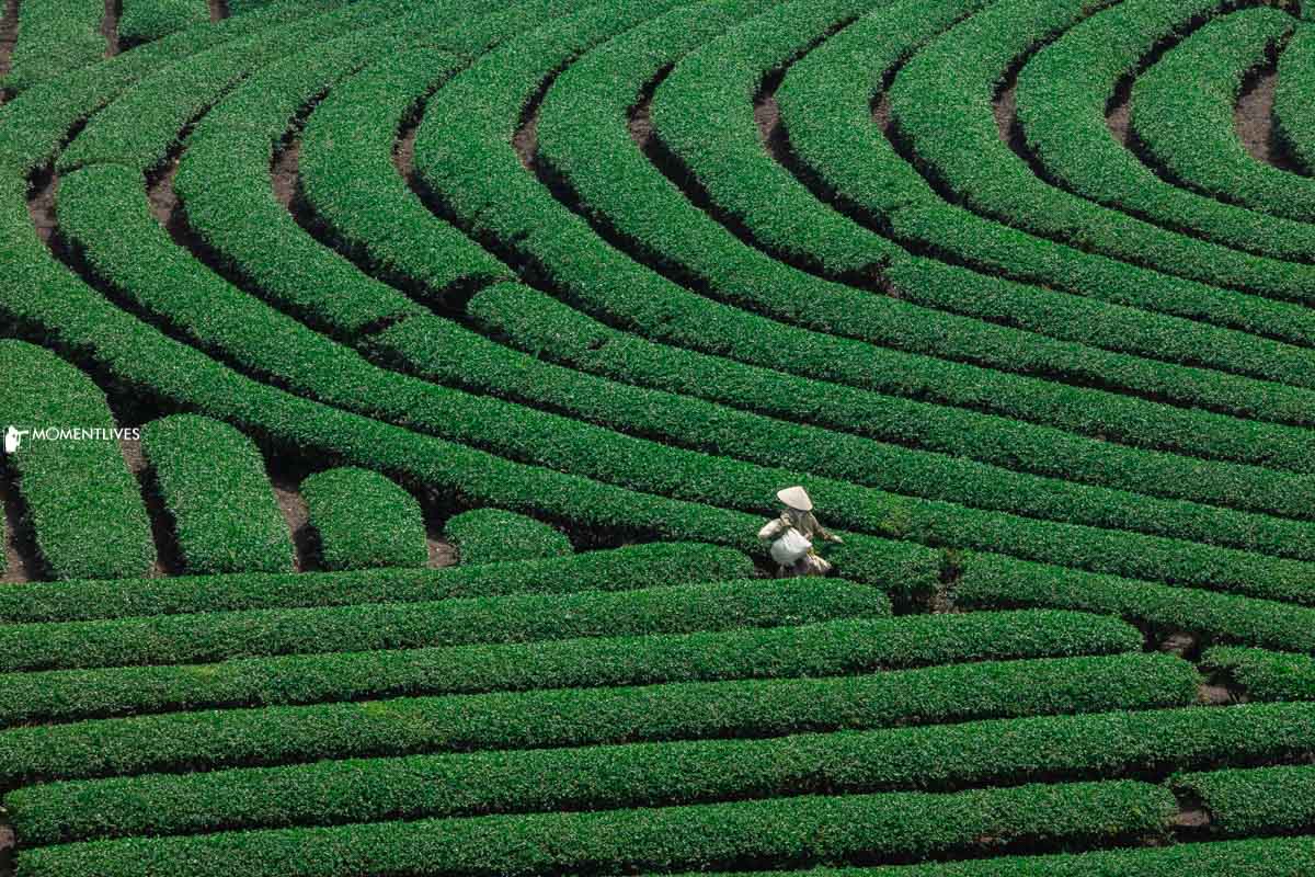 A lone worker in a circular patch of tea bush in Moc Chau