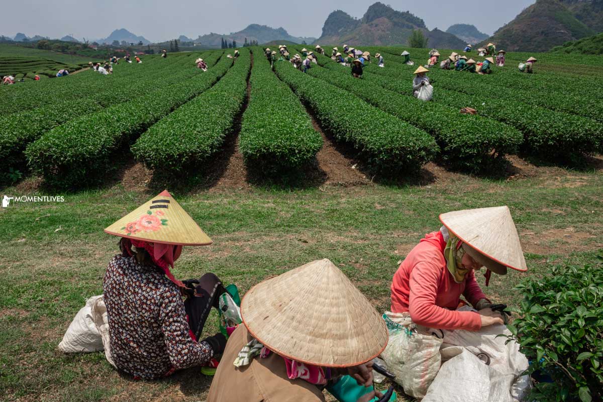 Workers picking up tea leaves in the tea plantation of Moc Chau