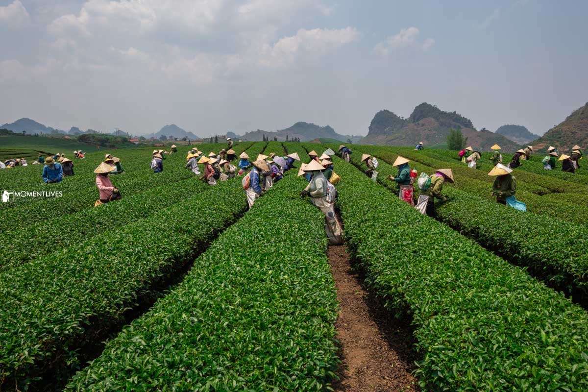 A group of workers picking up tea leaves in Moc Chau, Son La, Vietnam