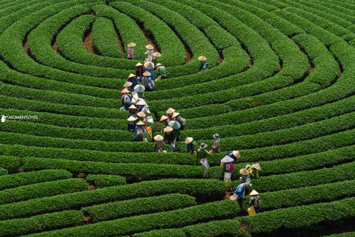 Photo tour to capture scenes of workers working among the tea plantation of Moc Chau