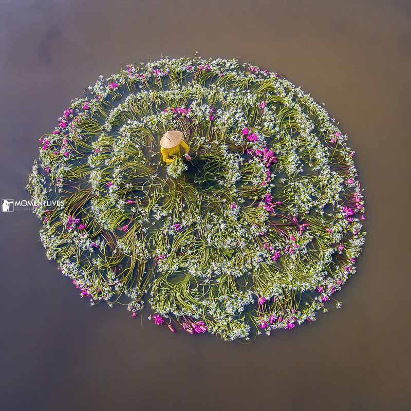 A circle of lilies with a lady standing in the middle