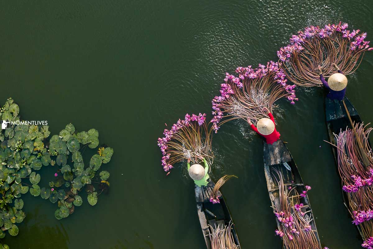 Woman preparing their water lilies on the river in the Mekong Delta