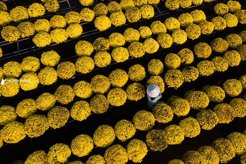A woman caring her flowers in the field of Sa Dec, Vietnam