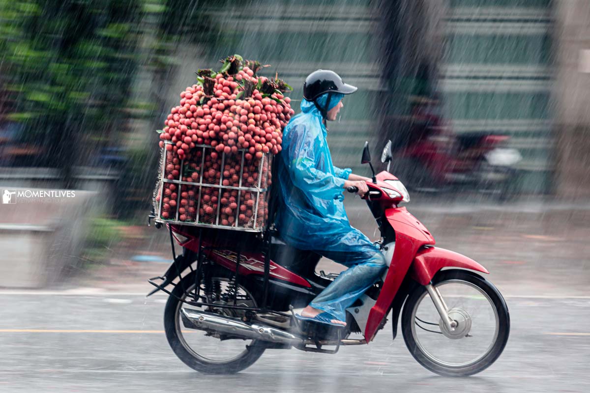 The-lychee-season