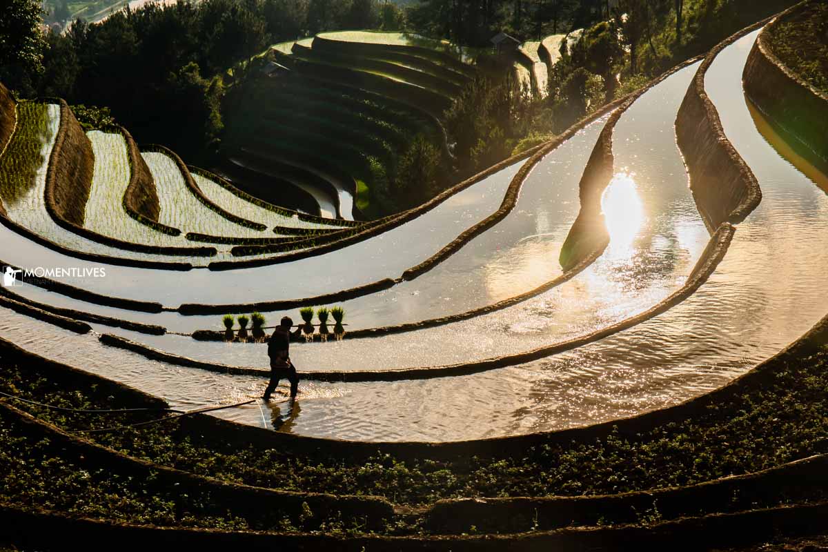 A farmer carrying rice seedlings on his back on a terrace of Mu Cang Chai