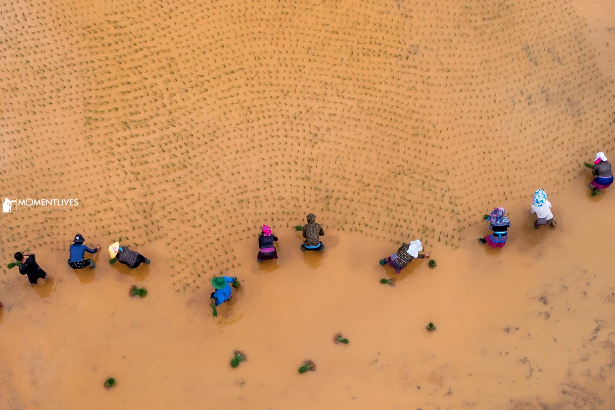 Local farmers cultivating rice in Mu Cang Chai rice terrace
