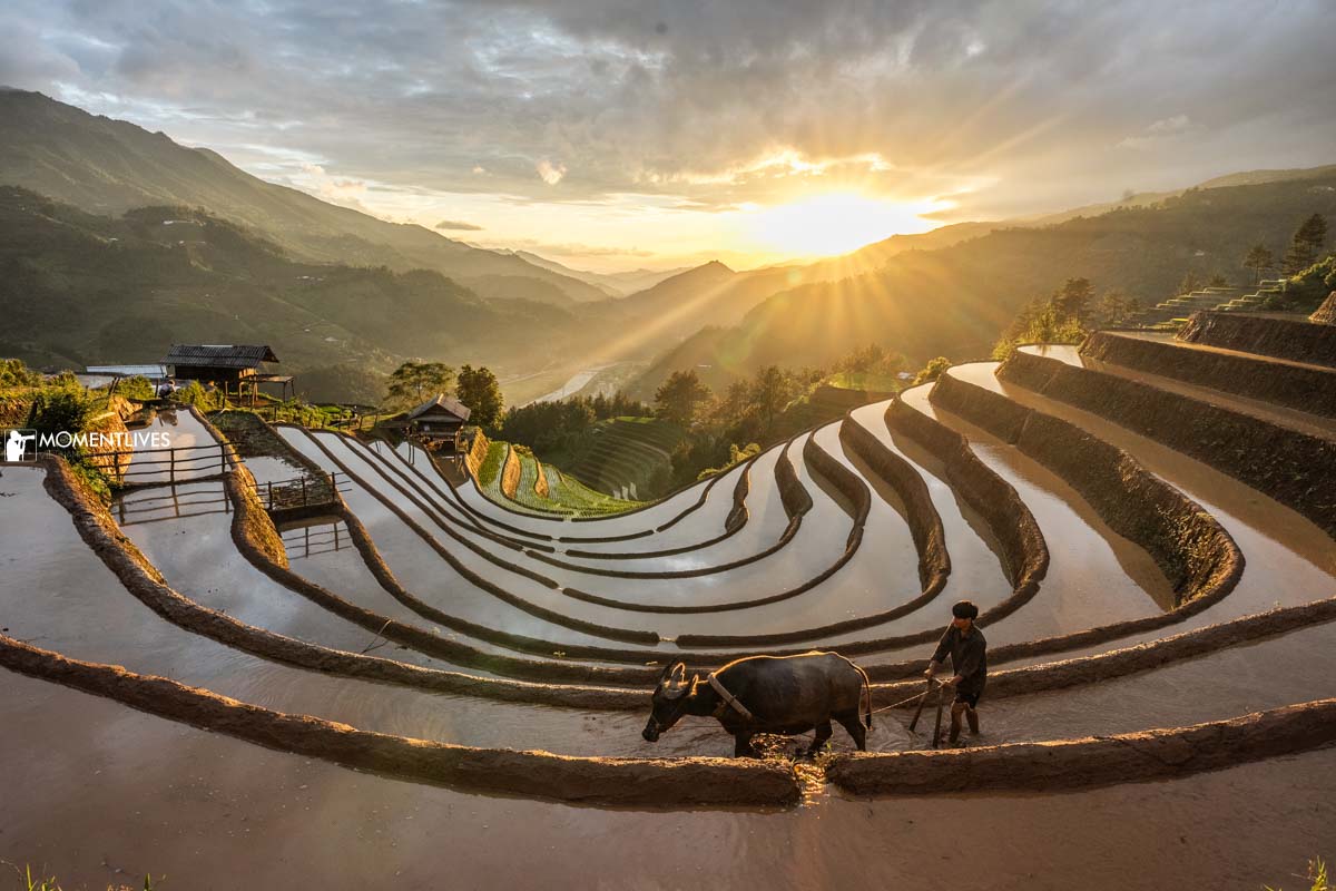 A man and his buffalo ploughing the terrace of Mu Cang Chai