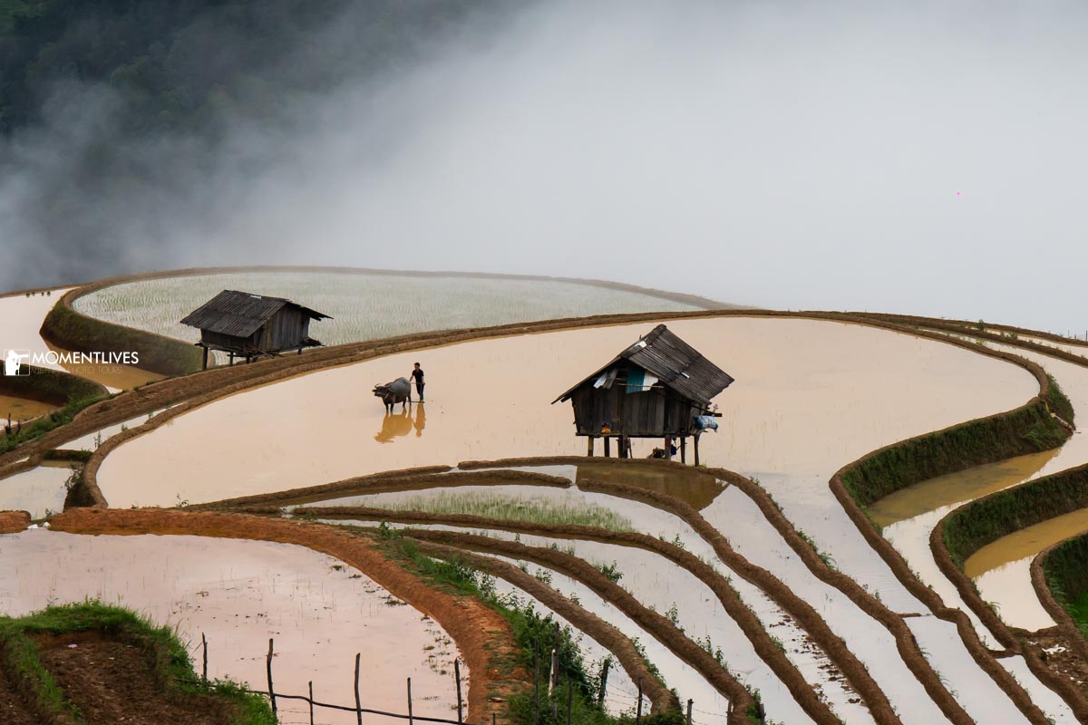 A farmer ploughing the rice terrace of Mu Cang Chai