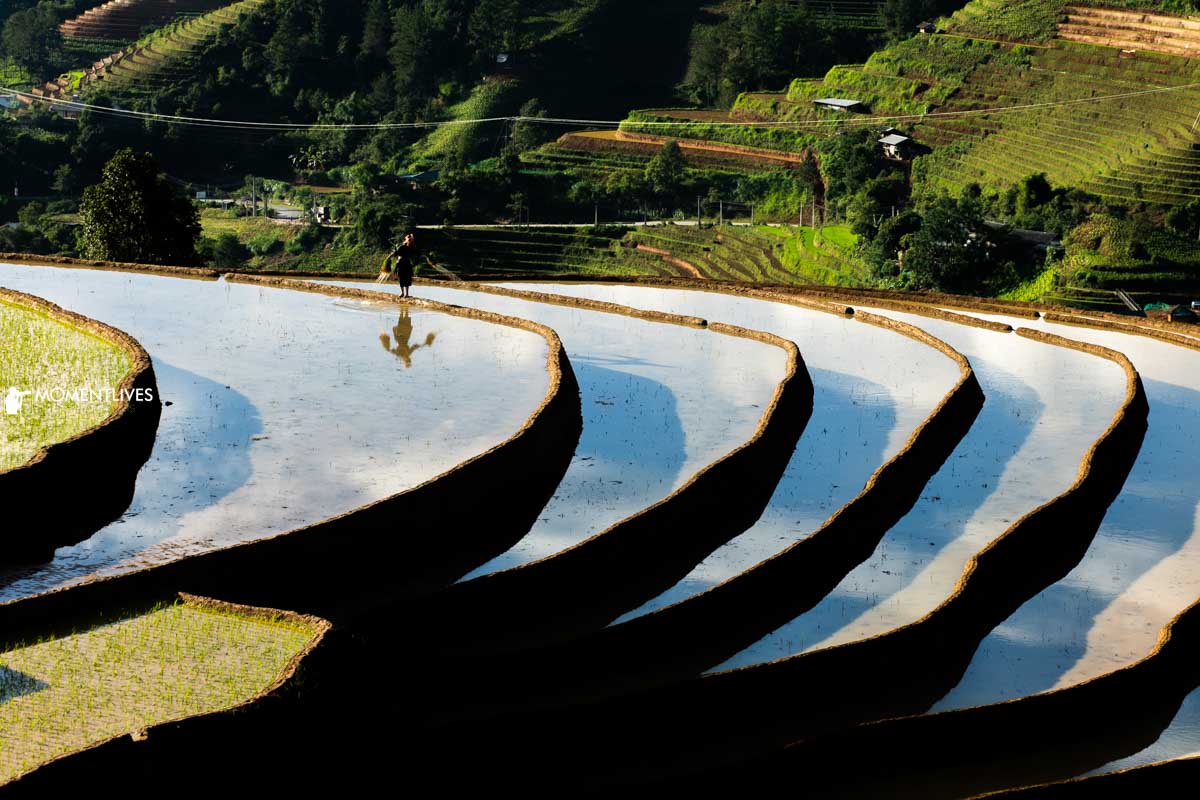 A lady walking on the reflective rice terrace of Mu Cang Chai