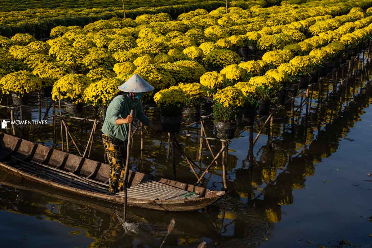 Lady rowing boat in a flower field in Sa Dec