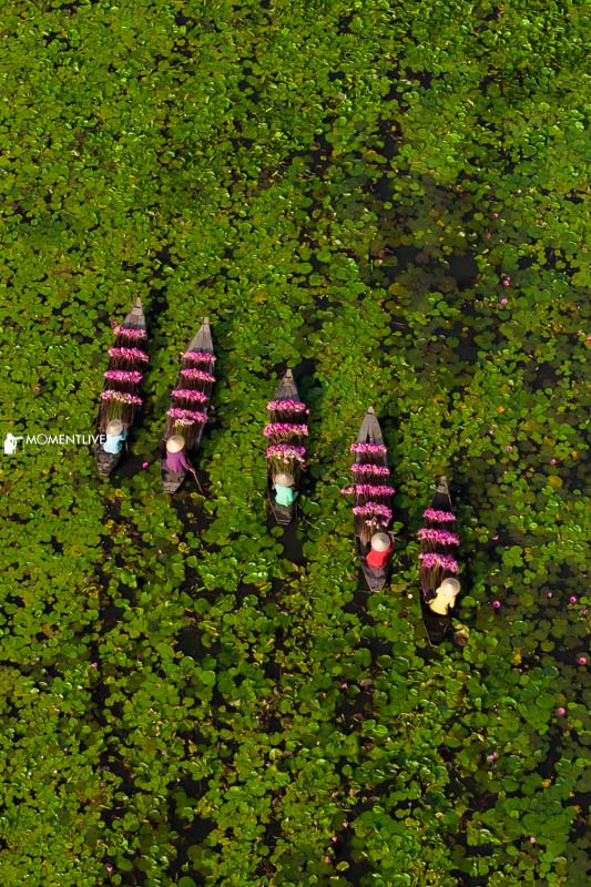 Ladies rowing boats with flowers on the Mekong, Vietnam