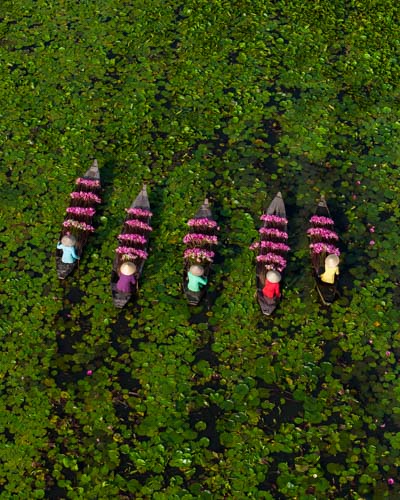 Mekong-delta-lily-flowers