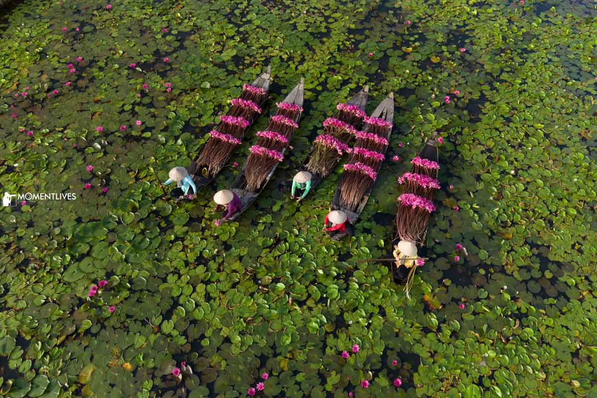 Boats laden with water lilies in the Mekong Delta