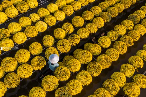 A field of Chrysanthemum in Sa Dec, Vietnam