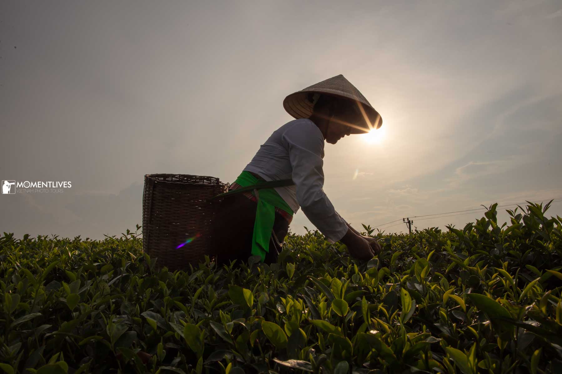 A lady picking up tea leaves in the sunset of Long Coc