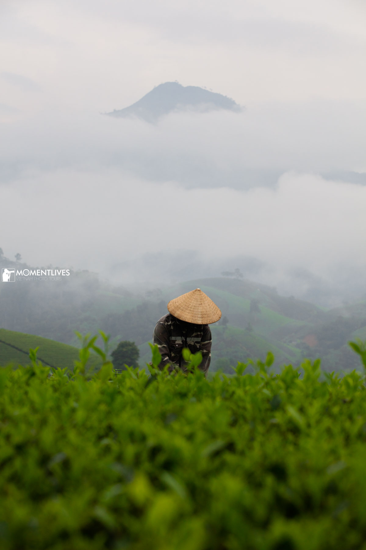 The tea valley of long Coc with mountains and mist