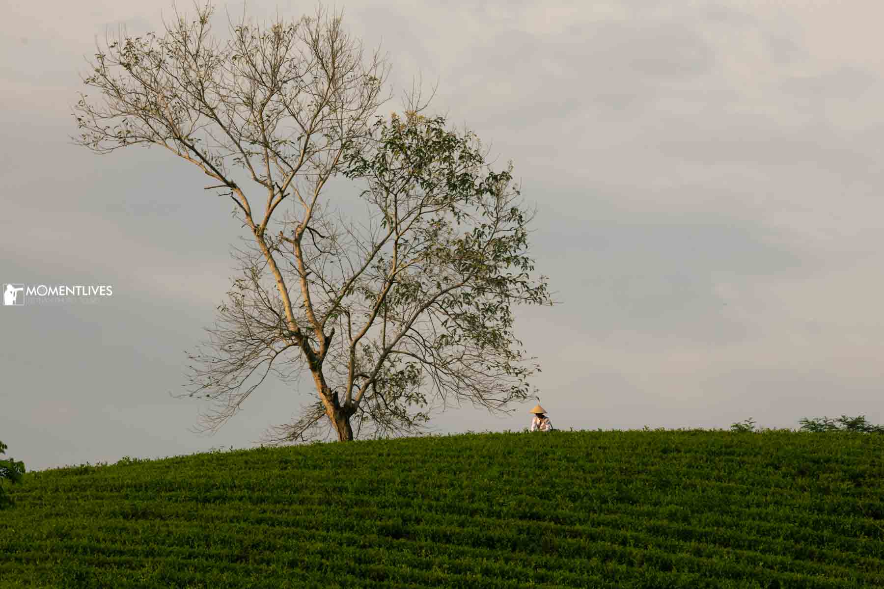 A lady picking up tea leave on a hill in Long Coc